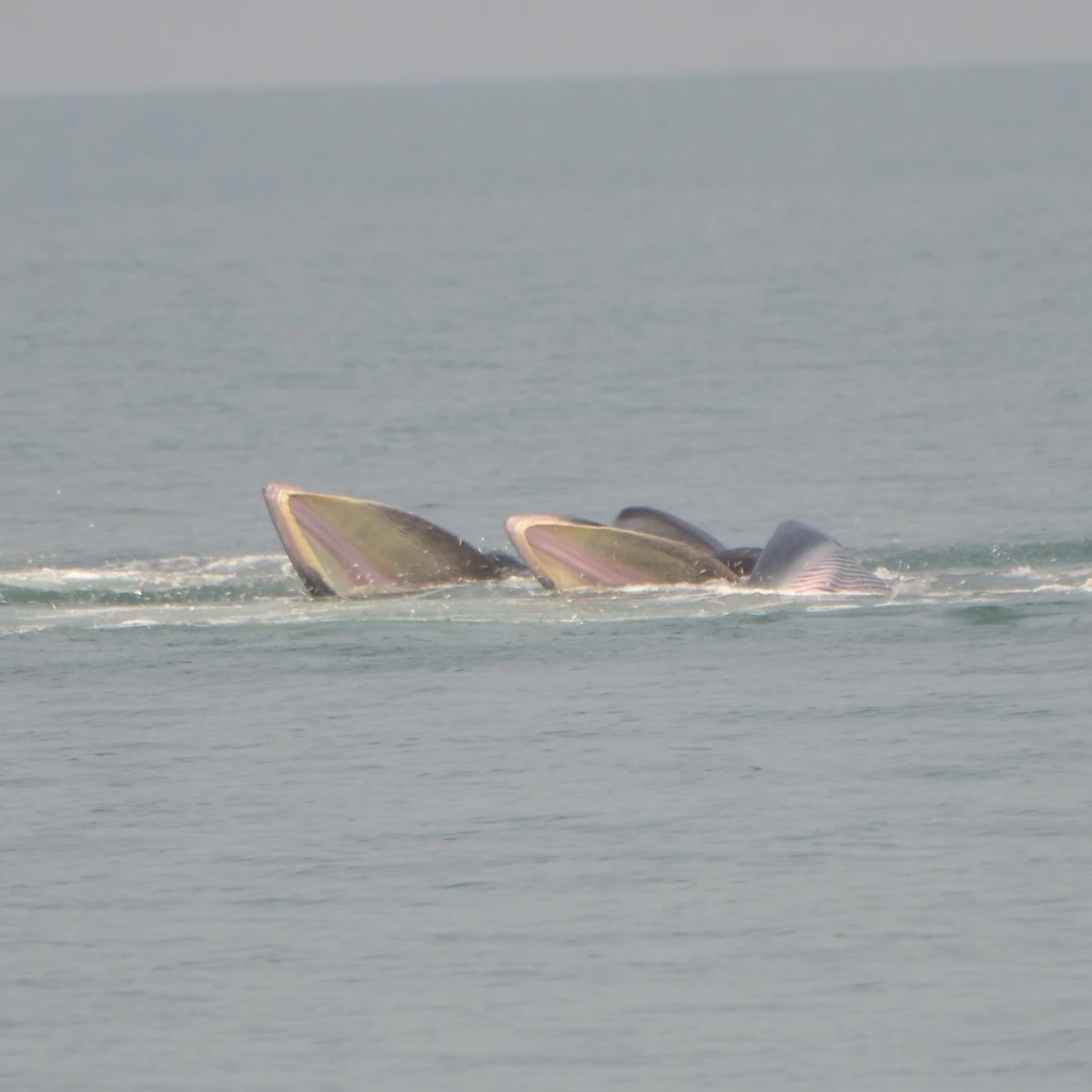 สุดว้าวอ่าวไทย พบ 'โลมาและวาฬ' ชายฝั่งชลบุรี-สุราษฎร์(ภาพชุด)