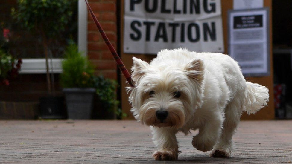 A small white dog on a lead outside a polling station