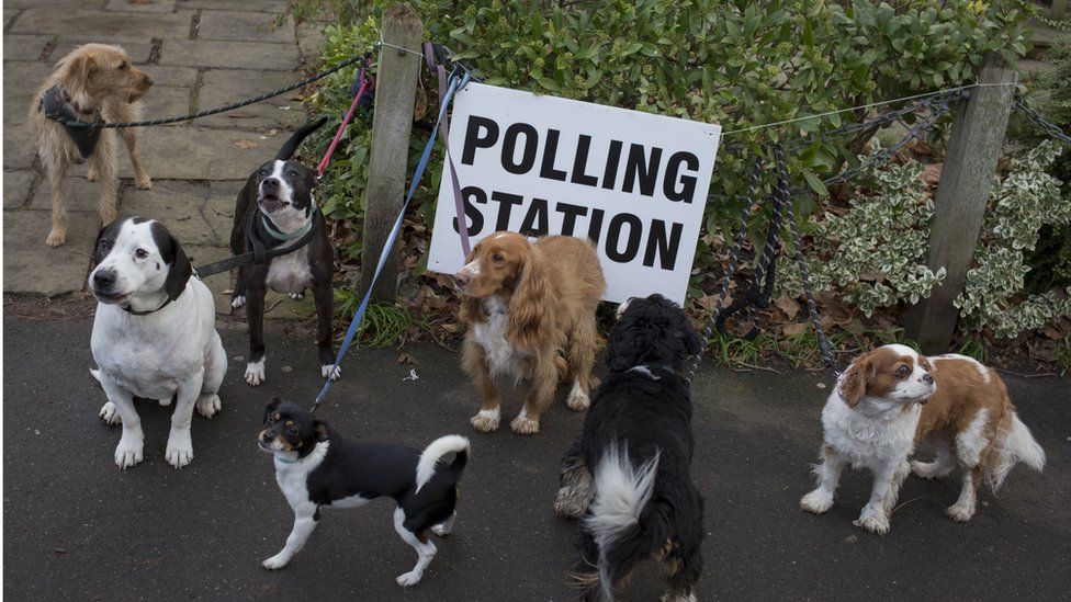 Dogs waiting outside a polling station